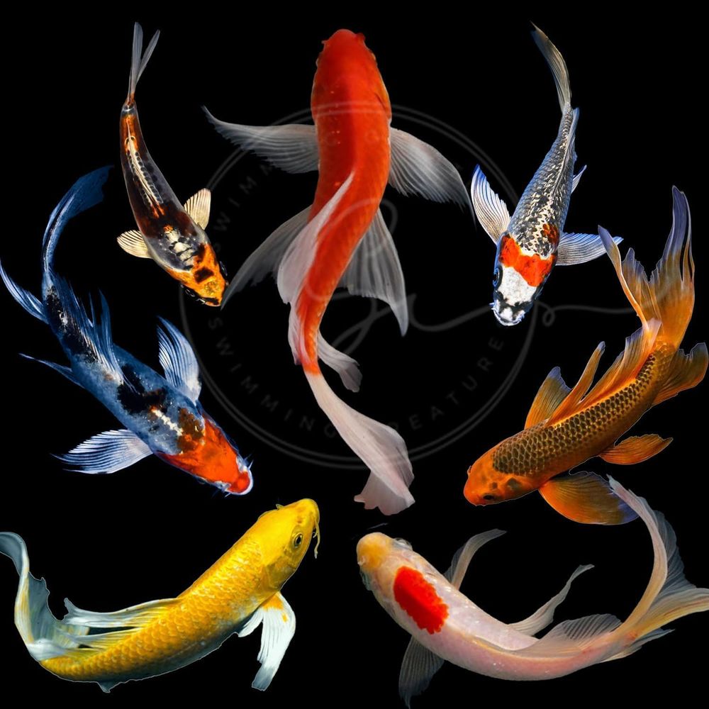 Aquarium Fish Pond - Lebende Koi-Fische in verschiedenen Farben für