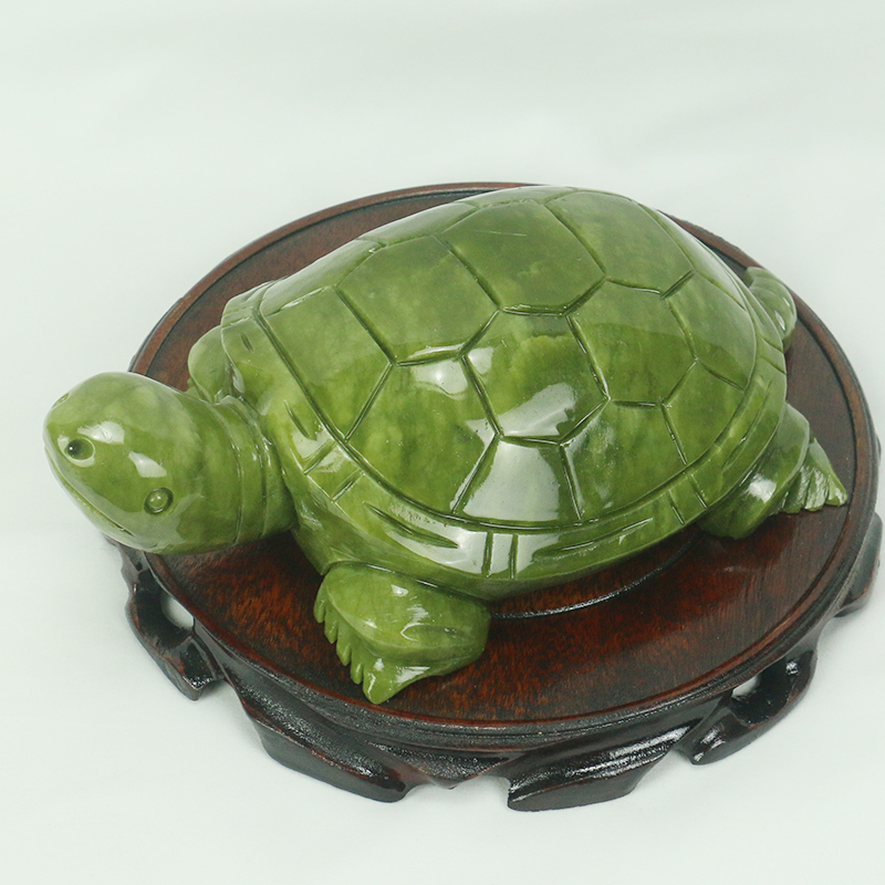 Natürliche Jade/Schildkröte Sk – Aquarium Fish Gallery Bewertung und Preis