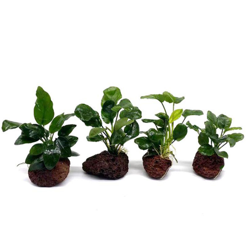 Vulkanische Aquarium Dekoratio – Aquarium Fish Hiding Places Bewertung und Preis
