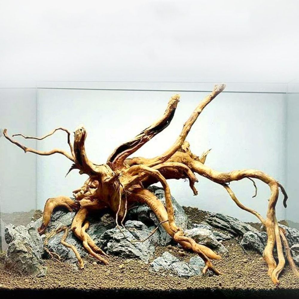 20-25CM Großes Aquarium-Treibh – Aquarium Xxl Bewertung und Preis