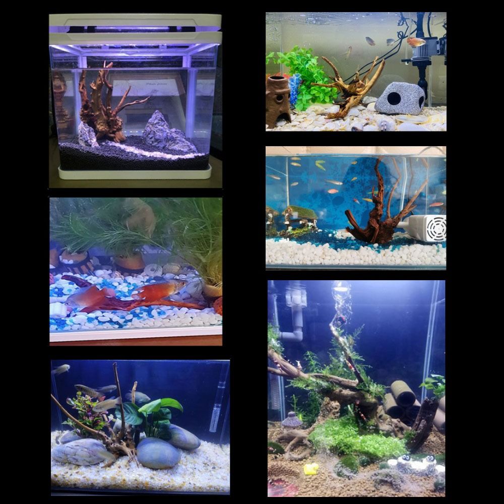 20-25CM Großes Aquarium-Treibh – Aquarium Xxl Bewertung und Preis