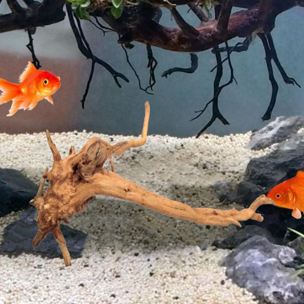 20-25CM Großes Aquarium-Treibh – Aquarium Xxl Bewertung und Preis