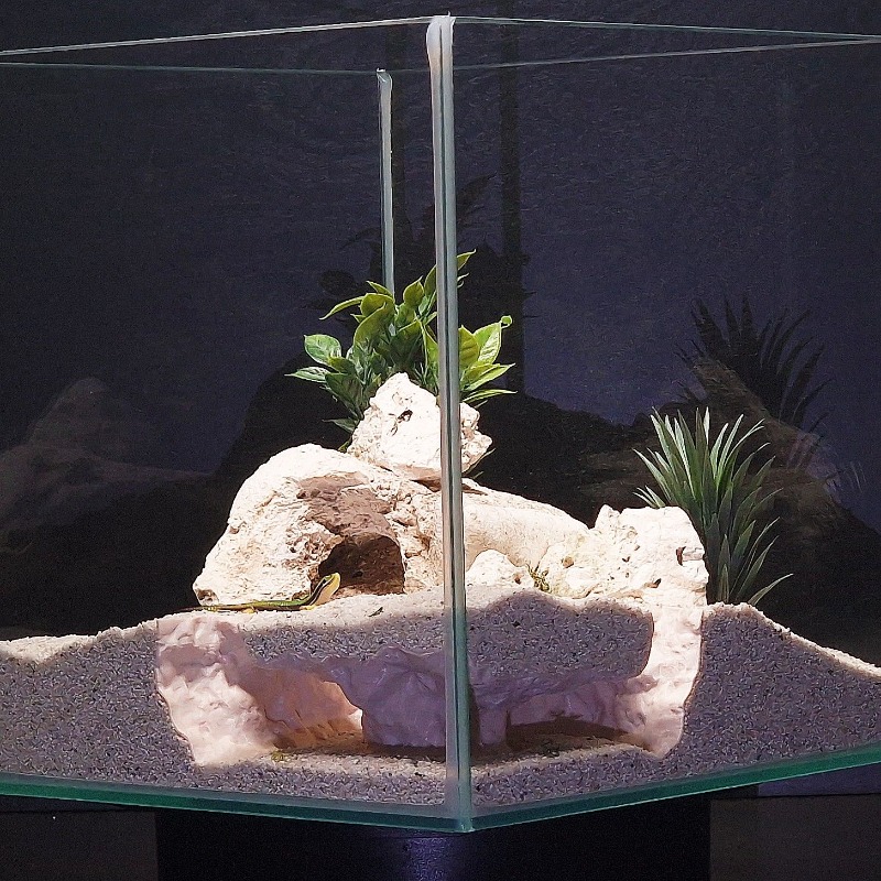 3D-Gedruckter Fisch-Tunnel Aqu – Aquarium Fish Hiding Places Bewertung und Preis