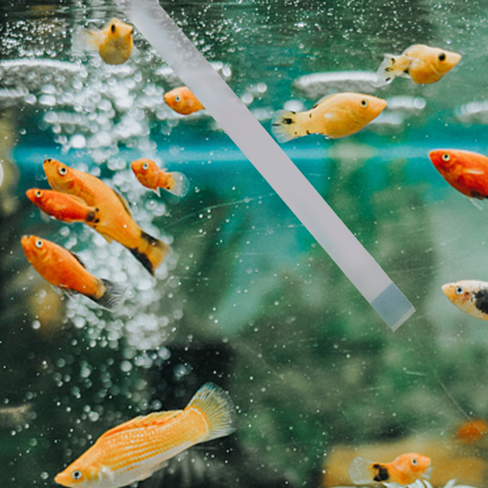 Schwimmbad-Teststreifen, Whirl – Aquarium Fish Pond Bewertung und Preis